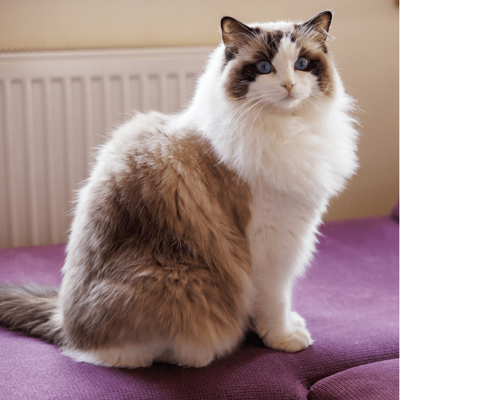 le Ragamuffin est une race de chat exceptionnelle qui allie beauté, douceur et intelligence. 