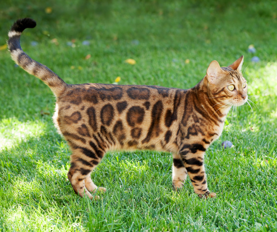 Les Bengals sont généralement plus chers que la plupart des autres races de chats en raison de leur rareté et de leur beauté exceptionnelle.