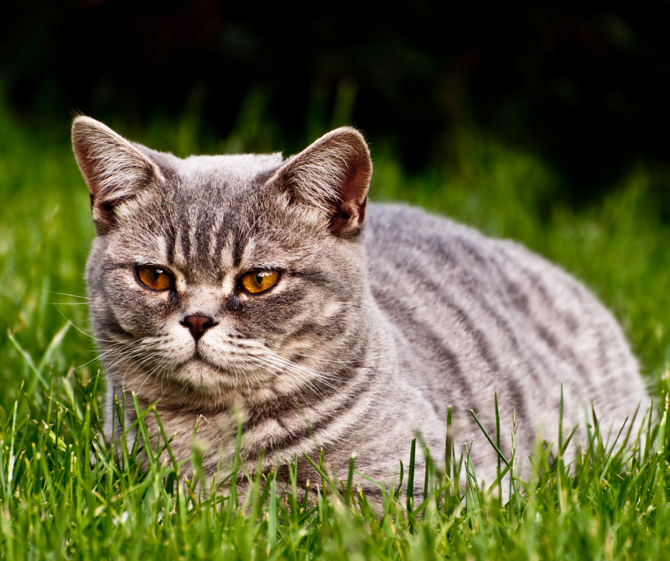 British Shorthair