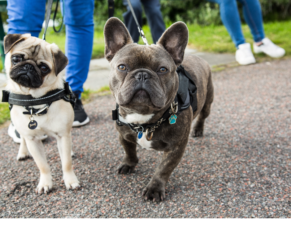 le Bouledogue Français est une race de chien extraordinaire qui apporte beaucoup de joie et de charme à la vie de ses propriétaires.