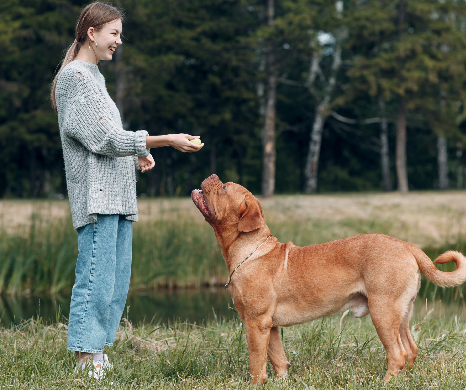 le Dogue de Bordeaux n'est généralement pas considéré comme dangereux, mais son comportement dépend largement de son éducation, de sa socialisation et du respect des lois locales en matière de possession de chiens.