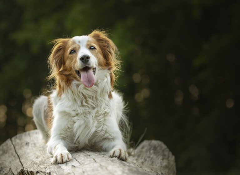 Le Berger Australien Est Un Compagnons Si Sp Ciaux Bien Tre Des Animaux De Compagnie