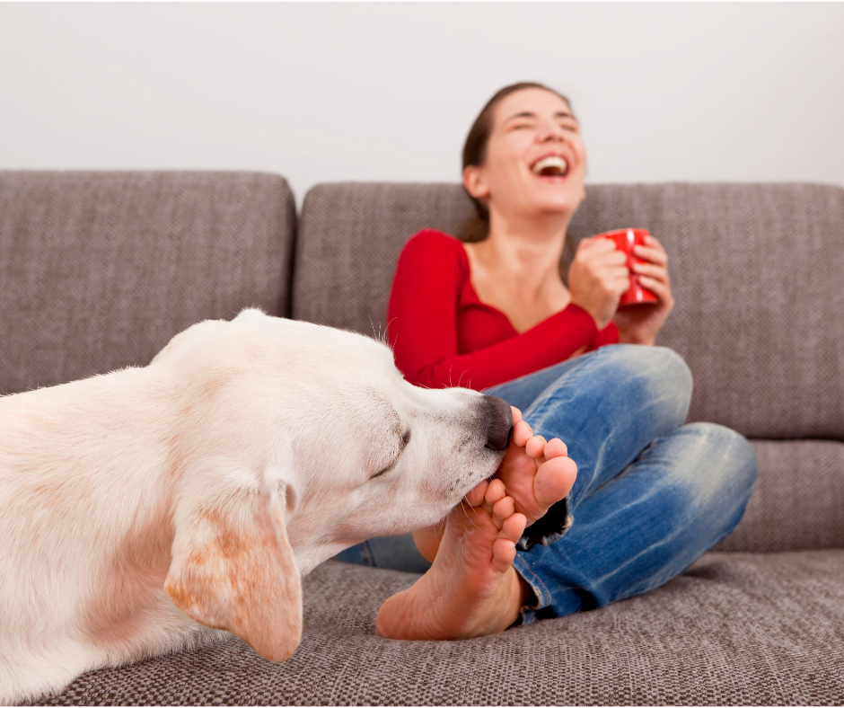 Les différentes parties du corps que votre chien lèche peuvent avoir une signification particulière