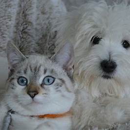 Races de chiens et de chats populaires