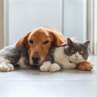 Races de chiens et de chats populaires