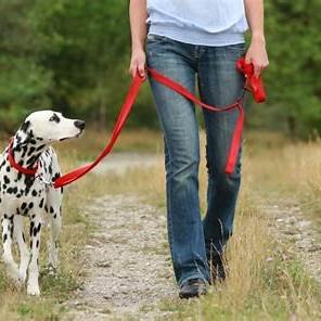 conseils pour promener un chiot