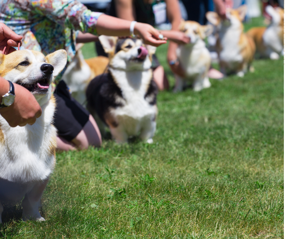 Événements animaux de compagnie