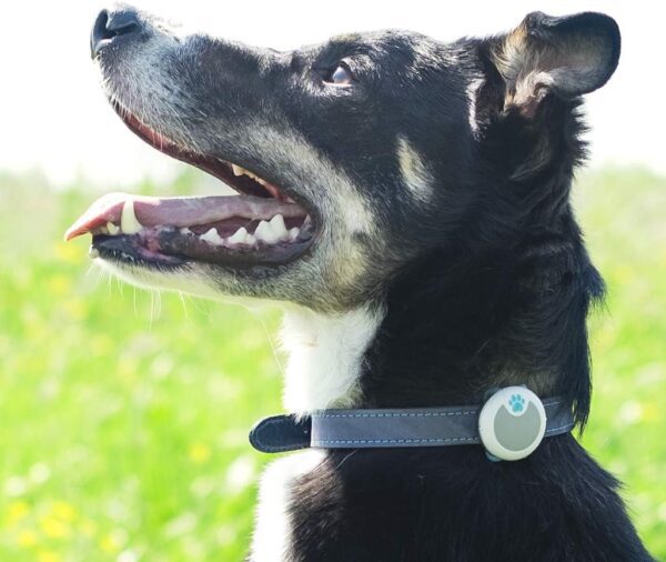 Animo - Tracker d'Activité et de Comportement Sure Petcare